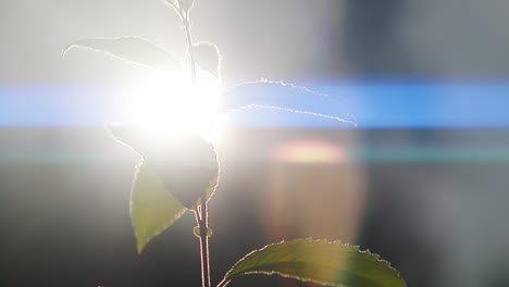 green leaf in sun backlight with anamorphic flare