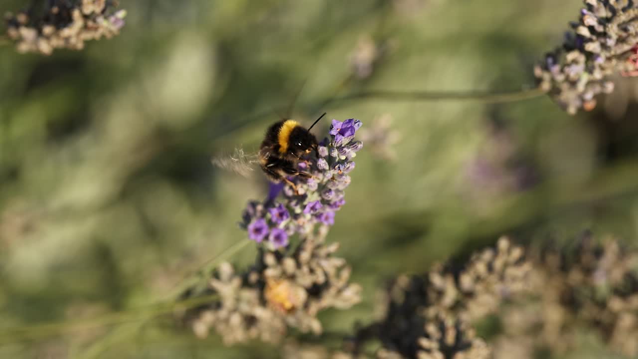 Bee collecting nectar from lavender flowers