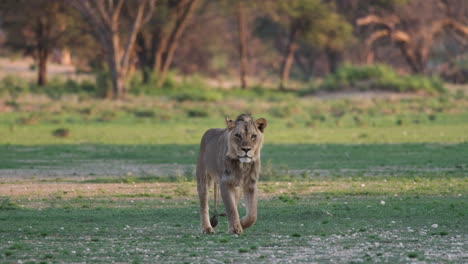 View-Of-An-African-Lion-Walking-In-Savanna---Wide