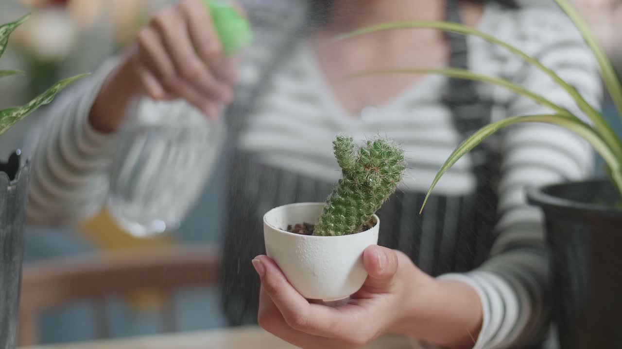 cerca de las manos de la mujer sosteniendo y regando la planta de cactus en casa