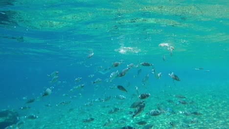 Unterwasseransicht-Der-Gesattelten-Seebrassen,-Tropische-Fische,-Die-Sich-Im-Mittelmeer-Ernähren