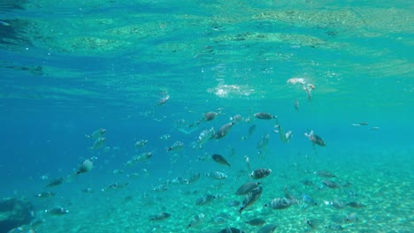 underwater view of saddled seabream tropical fish feeding in mediterranean sea