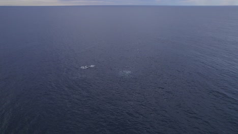 Aerial-View-Of-Humpback-Whale-Swimming-In-The-Calm-Blue-Sea