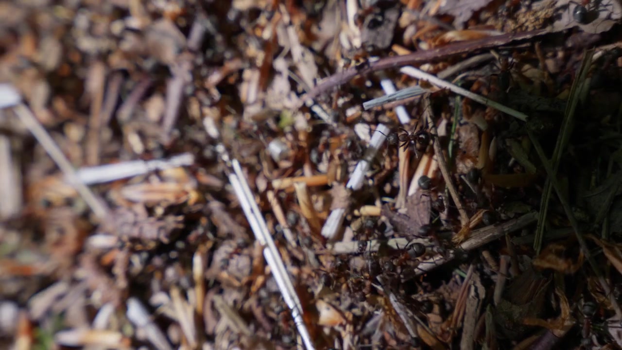 Close-Up Anthill in Woodland with Swarming Ants Nature Macro