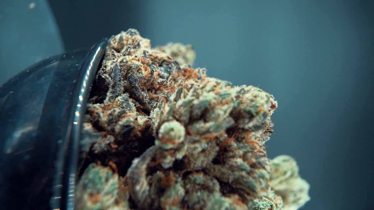 A vertical macro close up cinematic shot of a cannabis plant, marijuana flower, hybrid strains, Indica and sativa, on a 360 rotating stand in a shiny bowl, 120 fps slow motion, Full HD video