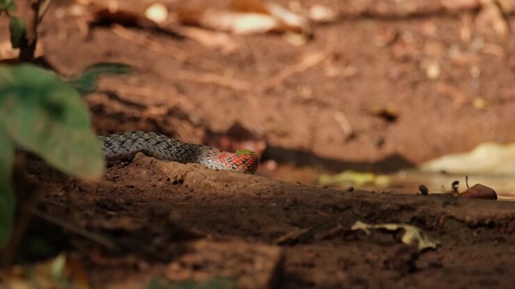 Facing to the right then moves forwards to show its tongue, Red-necked Keelback or Red-Necked Keelback Snake Rhabdophis subminiatus, Thailand