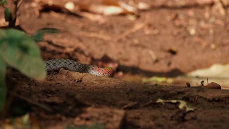 Mirando-Hacia-La-Derecha-Y-Luego-Avanza-Para-Mostrar-Su-Lengua,-Serpiente-De-Quilla-De-Cuello-Rojo-O-Serpiente-De-Quilla-De-Cuello-Rojo-Rabdophis-Subminiatus,-Tailandia