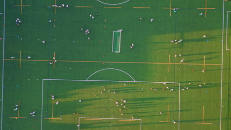top green football stadium at sunny summer day. drone shot grass soccer field