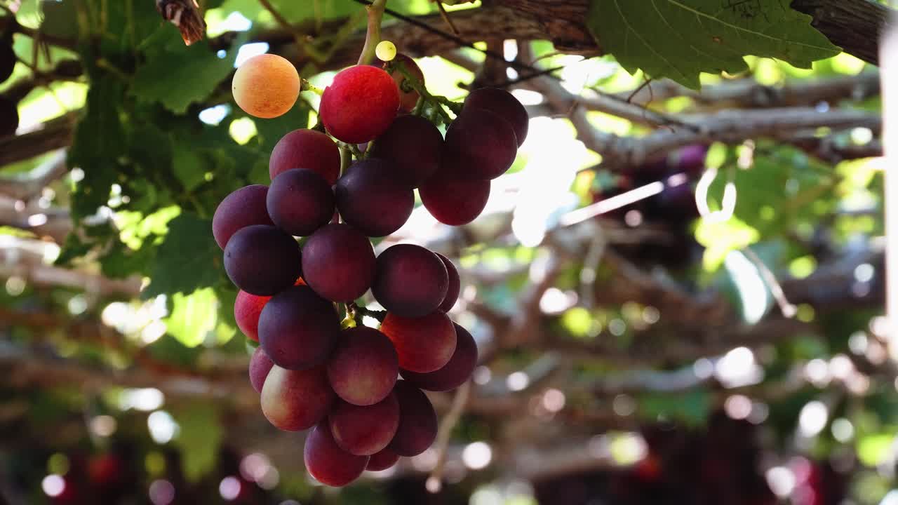 Vine shoots with red grapes. Static view