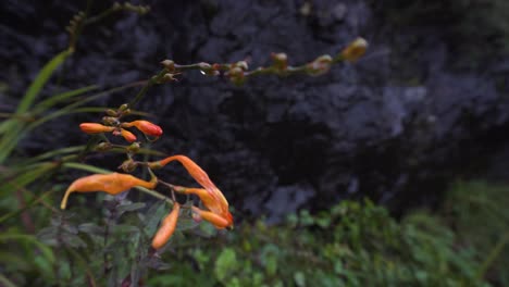 Montbretia-De-Flores-Silvestres-Naranjas-En-Un-Día-Lluvioso-Frente-A-Una-Pared-De-Piedra-Negra