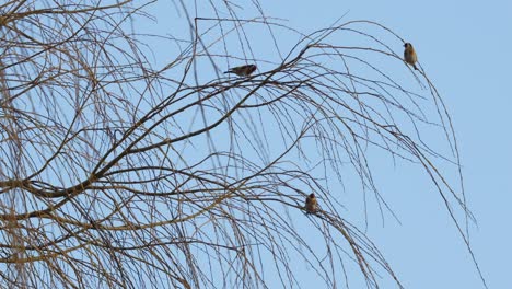 Flock-of-small-birds,-Yellow-tits-sitting-in-a-weeping-willow-tree-against-a-blue-sky