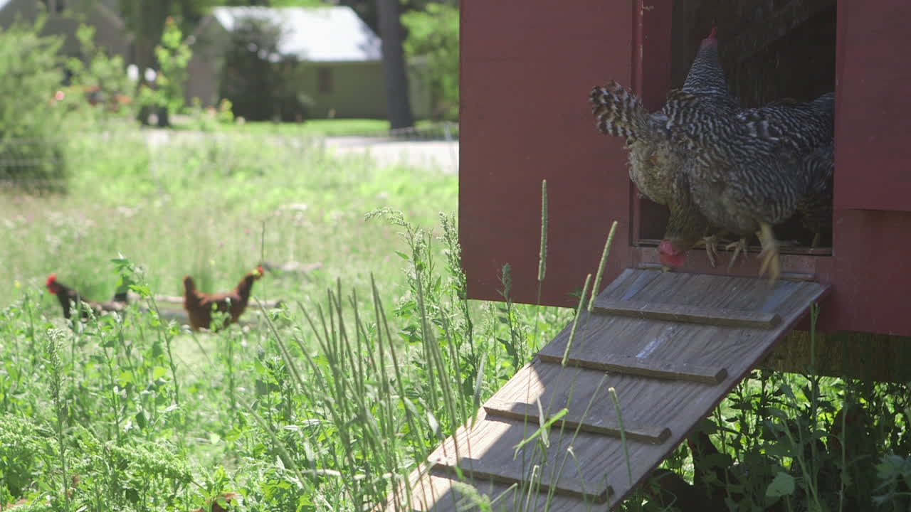 Chickens sit outside their coop on the farm