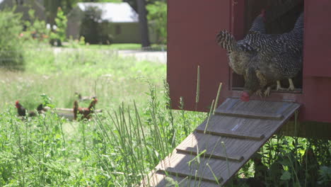 chickens sit outside their coop on the farm