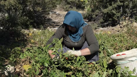 farmers woman working