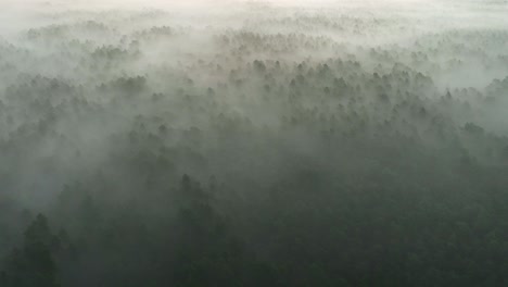 misty forest from above