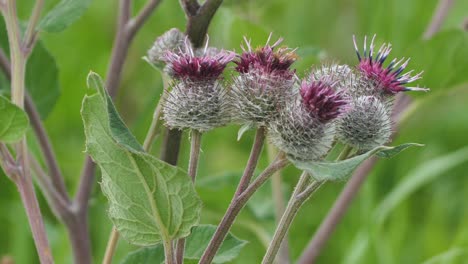 blooming medical plant burdock