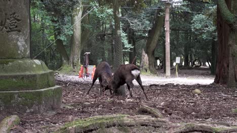 pair of wild deer butting heads in nara park