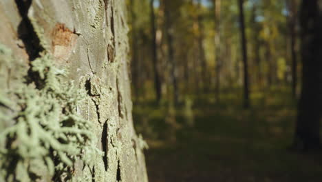 motion along old pine tree with green moss in semi-dark wood