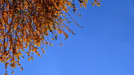 yellow autumn leaves hanging from tree against clear blue sky