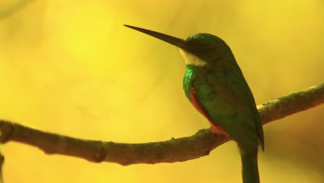 cerca de un jacamar de cola verde posado y rastreando insectos para comer