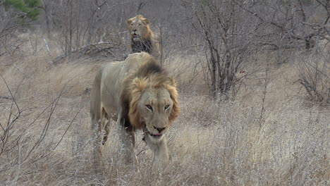 male lion approaches camera in windy conditions, another in background