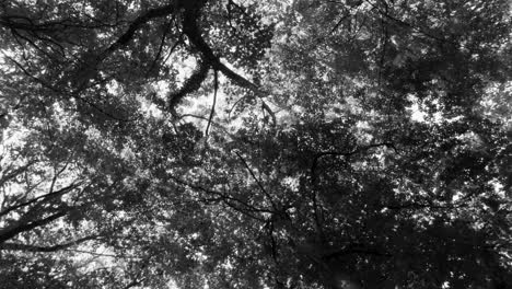 flourishing trees in the forest in black and white scene during summer - low angle zoom in shot