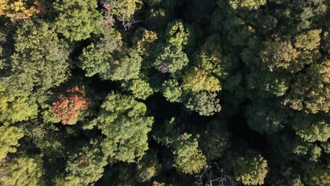 Top-down-view-of-drone-flyover-of-forest-in-autumn