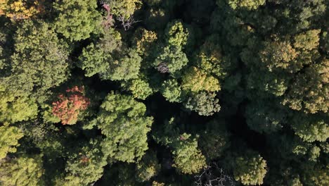 top down view of drone flyover of forest in autumn
