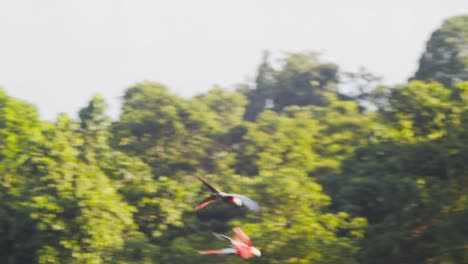 vibrant fast scarlet macaw pair flying high above the amazon rainforest, a stunning display of color and grace.