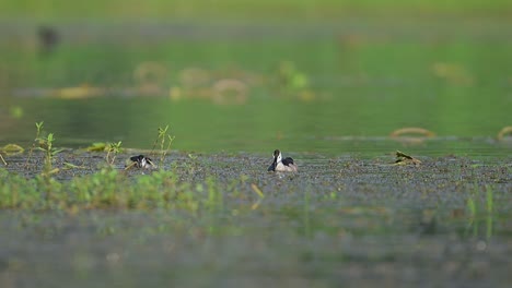 cotton pygmy goose feeding in habitat