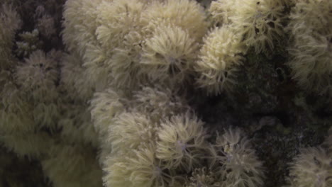 goniopora, a menudo llamado coral maceta, es un género de coral pétreo colonial que se encuentra en el mar rojo es un coral enigmático que ha capturado la fantasía de muchos aficionados a los arrecifes