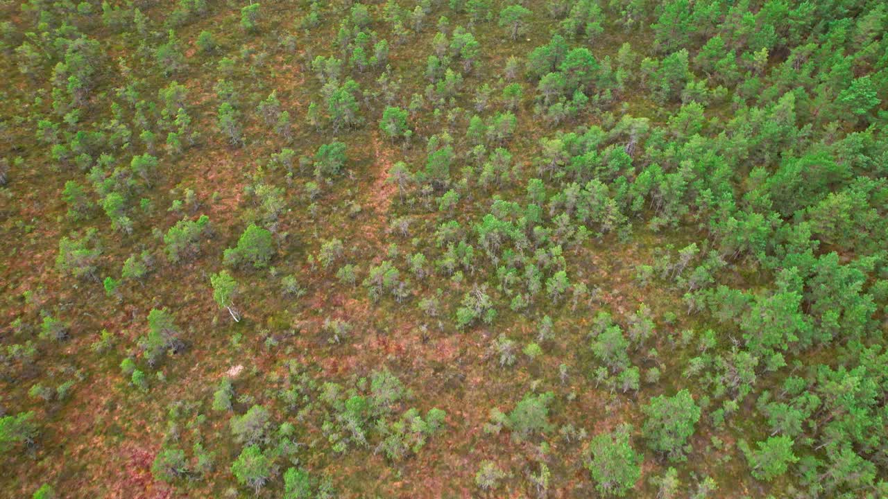 Aerial view of Kemeri swamp surrounded by lush greenery in Latvia