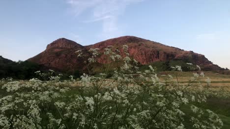 Die-Bezaubernde-Schönheit-Von-Arthurs-Sitz-Bei-Sonnenuntergang,-Wenn-Das-Goldene-Licht-Die-Wiegenden-Wildblumen-Beleuchtet-Und-Eine-Fesselnde-Und-Ruhige-Szene-Schafft