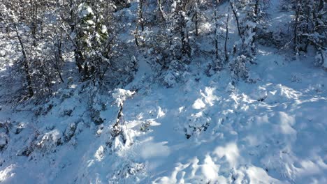 Snowy-Trees-in-forested-area