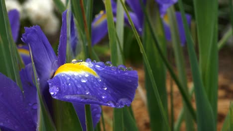 impresionantes gotas de agua pequeñas asentadas en una flor violeta brillante con centro amarillo y fondo de hoja verde en un entorno macro