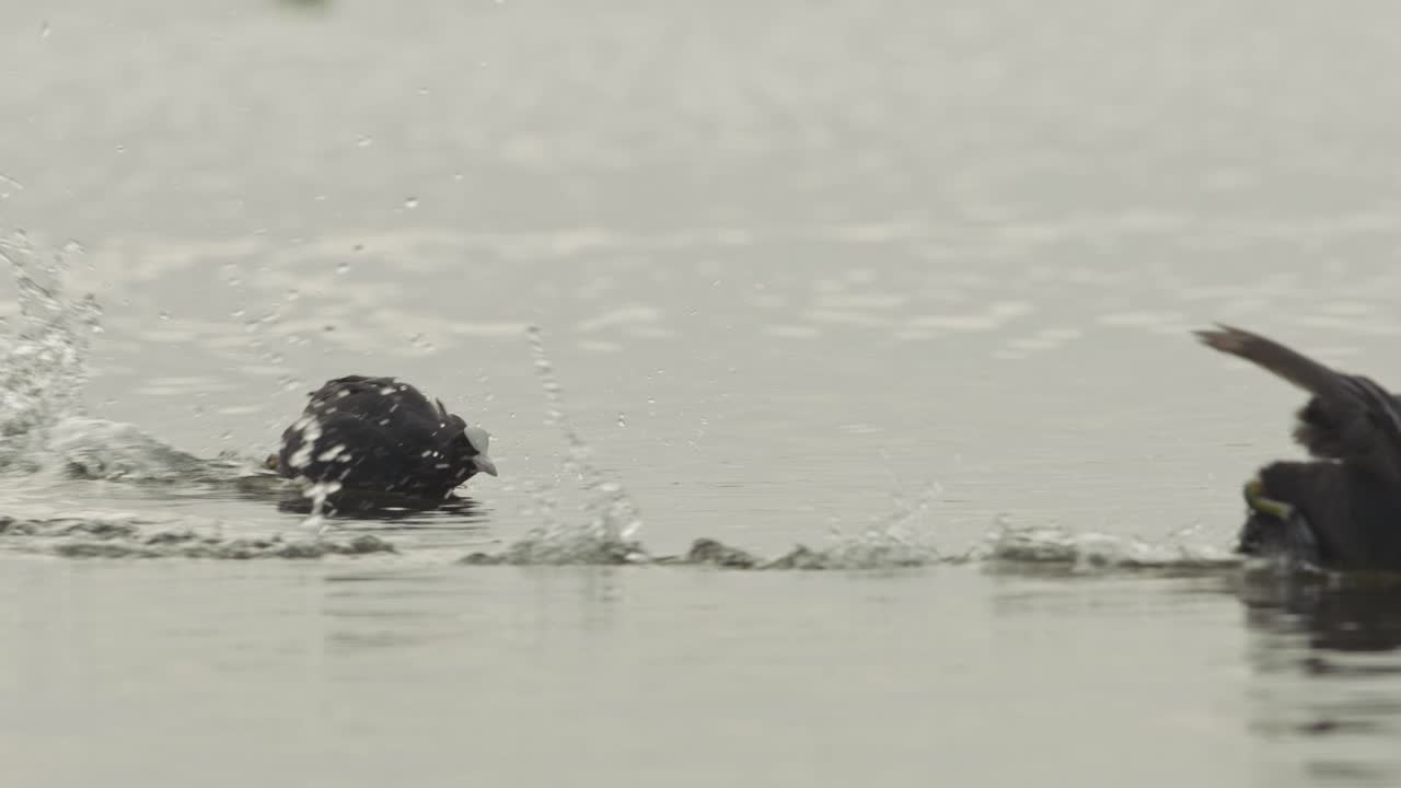 Bird Swimming in Water