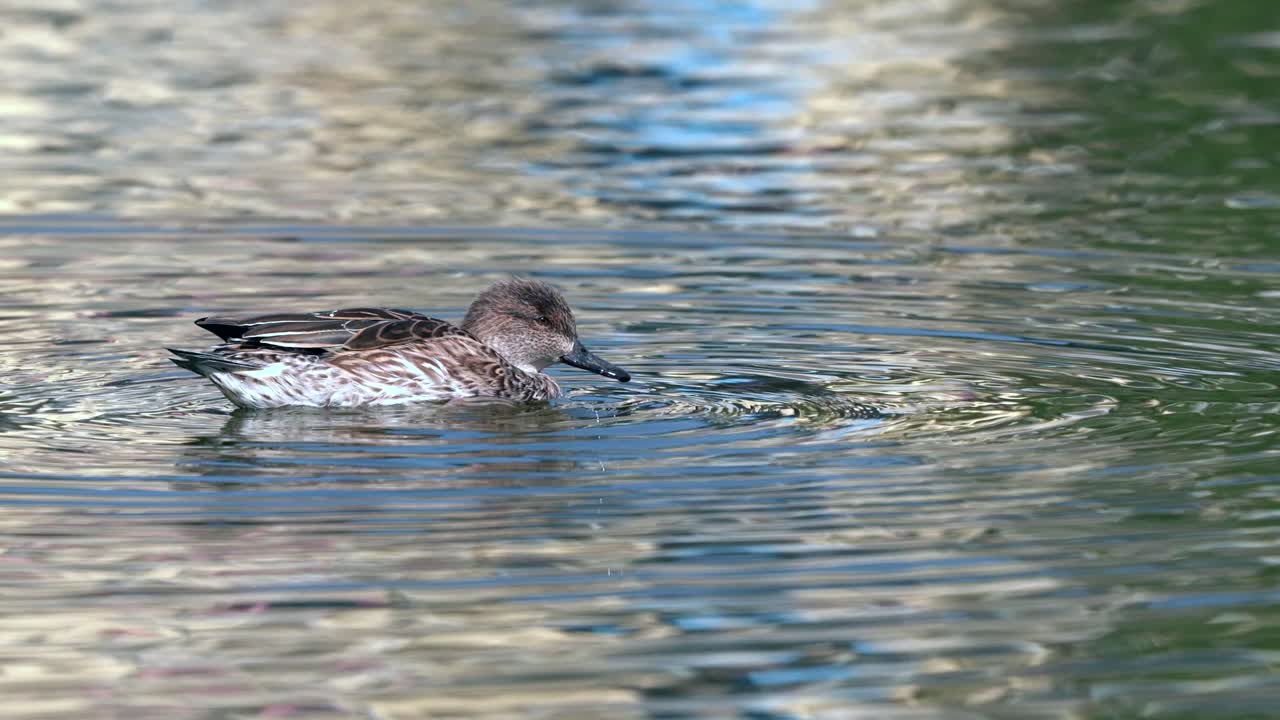 이른 아침 햇살에 호수에서 수영하는 북부 핀테일