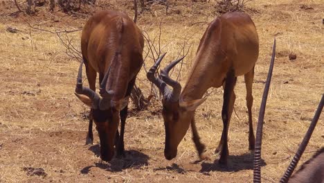 two red hartebeest stand in the grass on safari in africa