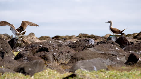 pair of blue footed boobies perched on lava rocks on espanola island in the galapagos