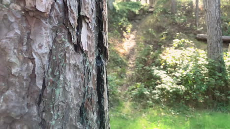 Close-up-shot-on-tree-bark-on-a-sunny-day-in-the-forest