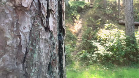 primer plano de la corteza de un árbol en un día soleado en el bosque