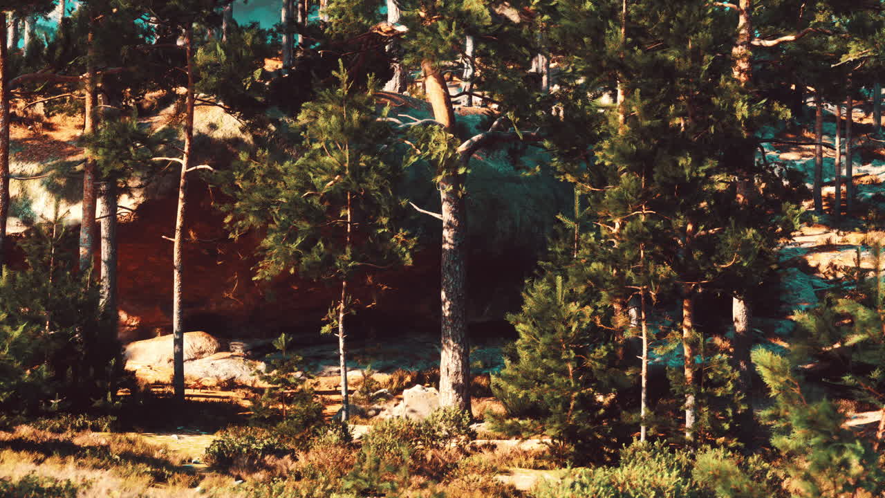 바위 들 이 있는 빛 이 비치는 소나무 숲