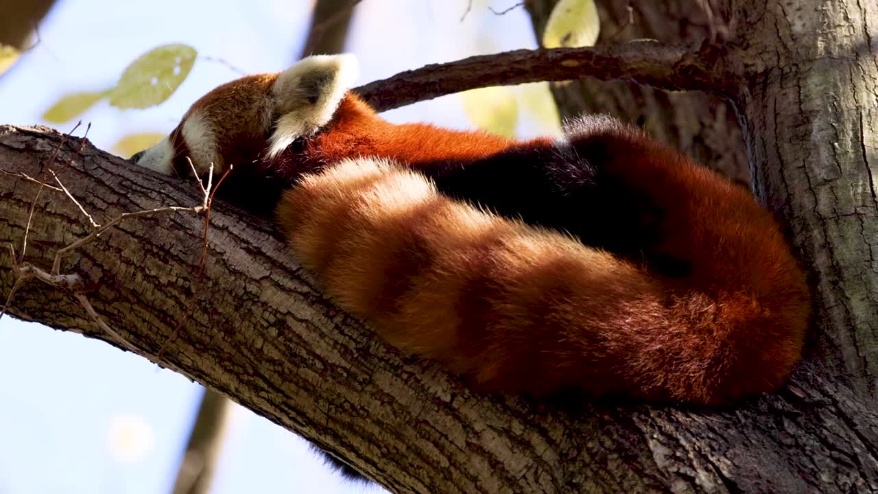 나무 가지 에서 평화롭게 잠을 자고 있는 은 판다