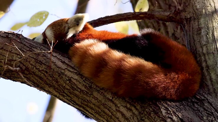 Panda rosso che dorme tranquillamente su un ramo d'albero