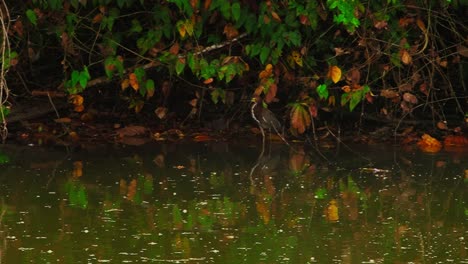 a tiger heron or tigrisoma lineatum stalks along understory of riparian vegetation below branches in tambopata, peru, watching the water below
