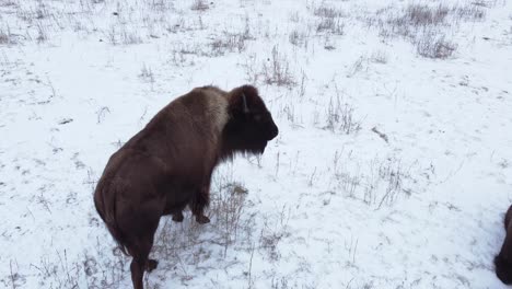 primer plano aéreo de bisonte en invierno