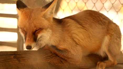 the fox in the cage is asleep