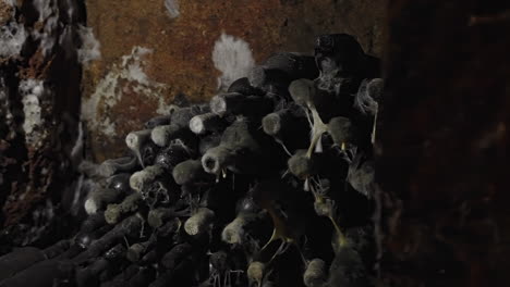 old aged wine bottles storage in dark rustic cellar basement, stack of lying dirty wine bottles covered by dirt and dust, aging wine process for long period of time for better flavour and aroma