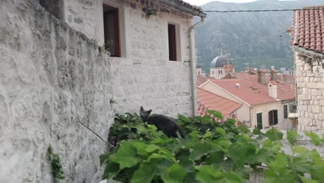 beautiful kotor bay in montenegro during a sunset in the balkans