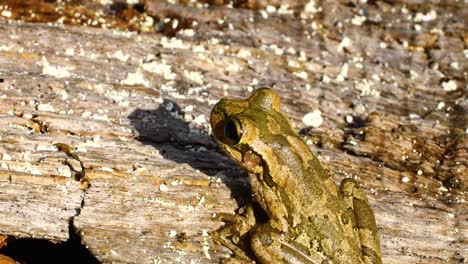 Statische-Aufnahme-Eines-Kubanischen-Laubfrosches-Osteopilus-Septentrionalis-Auf-Dem-Boden